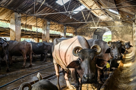 Indian buffaloes tied up in a line in a concrete shed on an urban dairy farm or tabela, Aarey milk colony, Mumbai, India, 2023