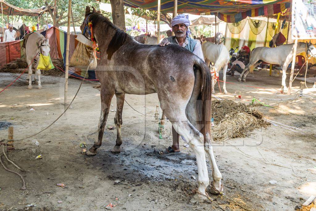 Horses tied up with handler under tents at Sonepur horse fair or mela in rural Bihar, India