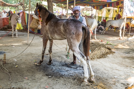 Horses tied up with handler under tents at Sonepur horse fair or mela in rural Bihar, India