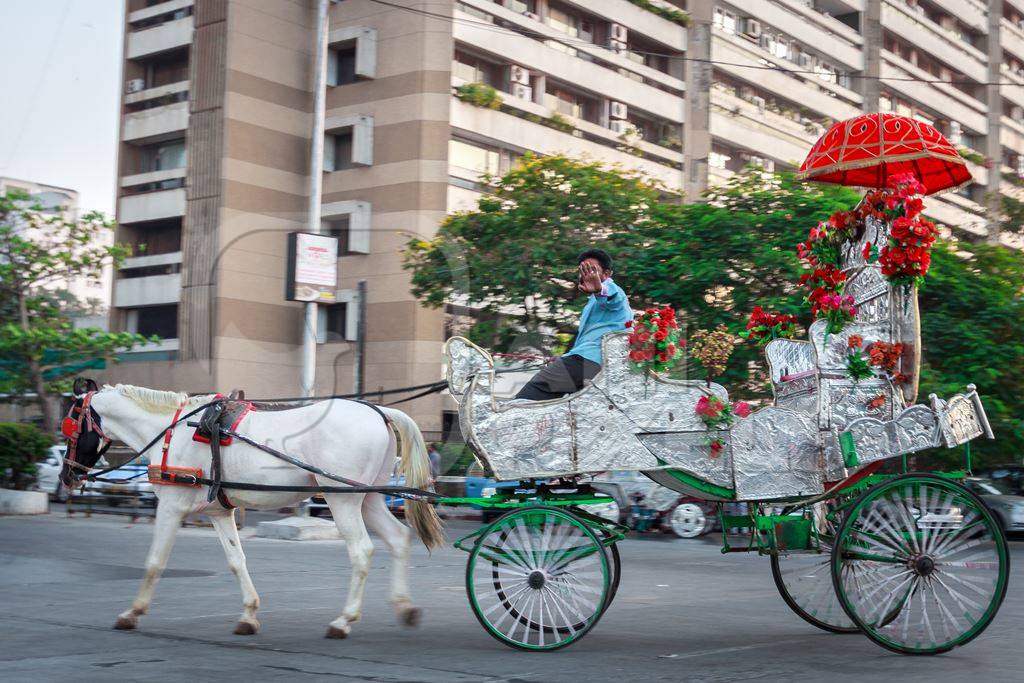 White carriage horse in harness used for tourist rides