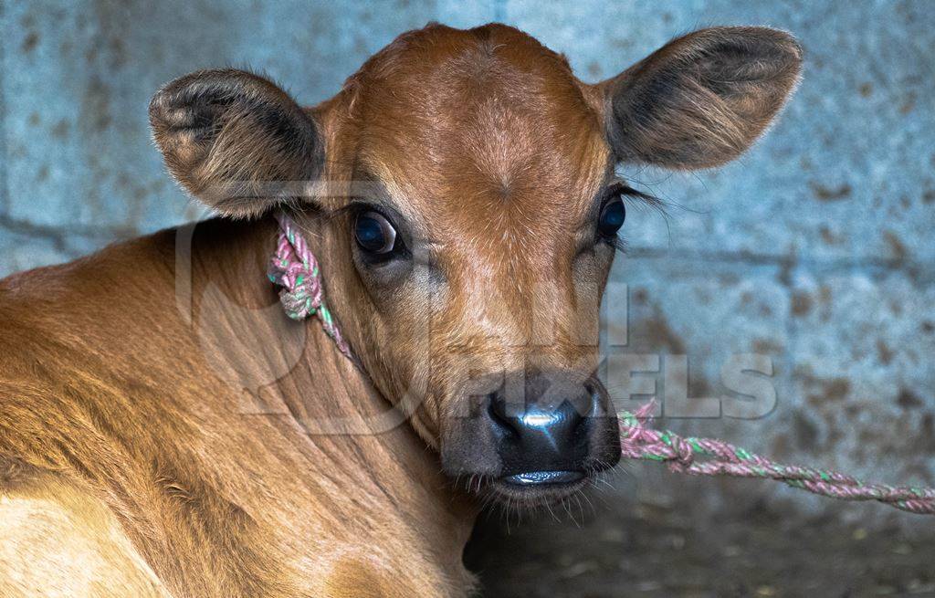 Photo of farmed Indian dairy cow calf in India