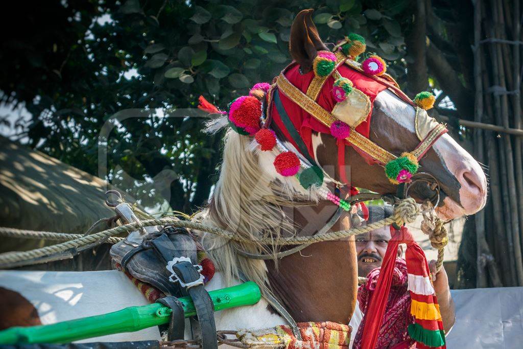 Horse or pony with decorated headdress harnessed to a cart at the Sonepur animal fair in Bihar
