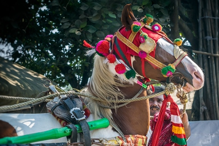 Horse or pony with decorated headdress harnessed to a cart at the Sonepur animal fair in Bihar
