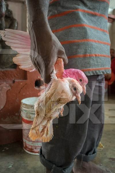 Pigeons for religious animal sacrifice at Kamakhya temple in Guwahati in Assam