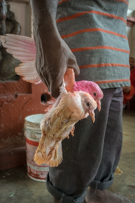 Pigeons for religious animal sacrifice at Kamakhya temple in Guwahati in Assam