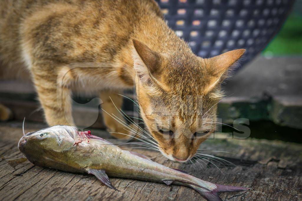 Street cat at Kochi fishing harbour in Kerala with fish in mouth