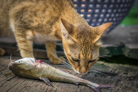 Street cat at Kochi fishing harbour in Kerala with fish in mouth