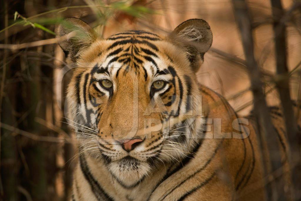 Bengal tiger in forest