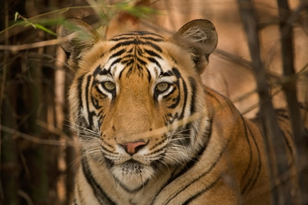 Bengal tiger in forest