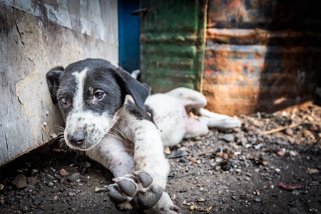 Small black and white street puppy on the ground in an urban city in India in black and white