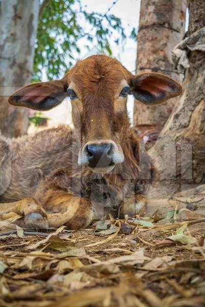 Brown dairy calf tied up on a rural farm in a village, Uttarakhand, India, 2016