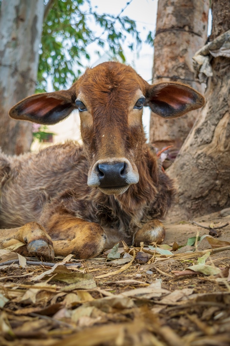 Brown dairy calf tied up on a rural farm in a village, Uttarakhand, India, 2016