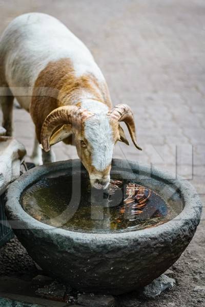 Goat in the street outside mutton shops drinking water from a waterbowl in an urban city