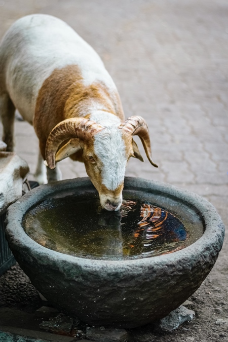 Goat in the street outside mutton shops drinking water from a waterbowl in an urban city