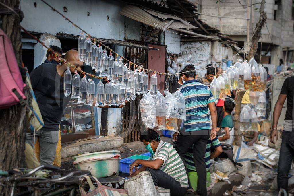 The aquarium fish section of Galiff Street pet market, Kolkata, India, 2022