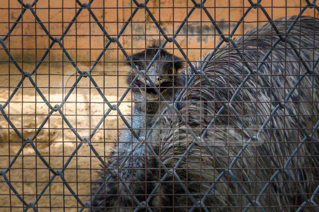 Emu in captivity behind bars at Jaipur zoo, Rajasthan, India, 2022