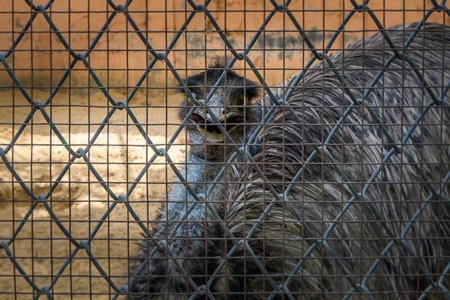 Emu in captivity behind bars at Jaipur zoo, Rajasthan, India, 2022