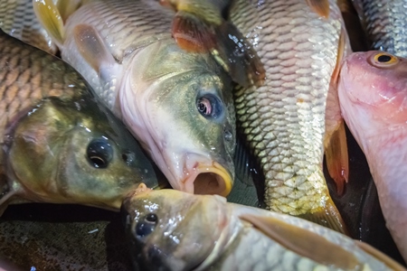 Alive fish on sale gasping in distress at the Mothers