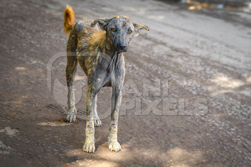 Indian street dog or stray pariah dog with skin infection in the urban city of Jodhpur, India, 2022