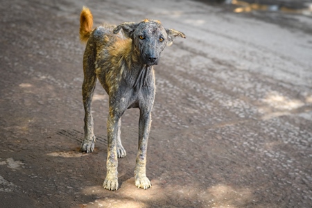 Indian street dog or stray pariah dog with skin infection in the urban city of Jodhpur, India, 2022