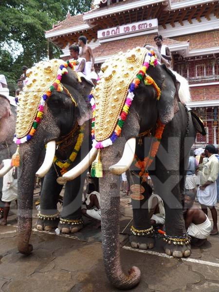 Two decorated elephants ready for procession