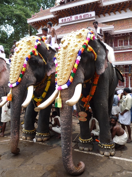 Two decorated elephants ready for procession