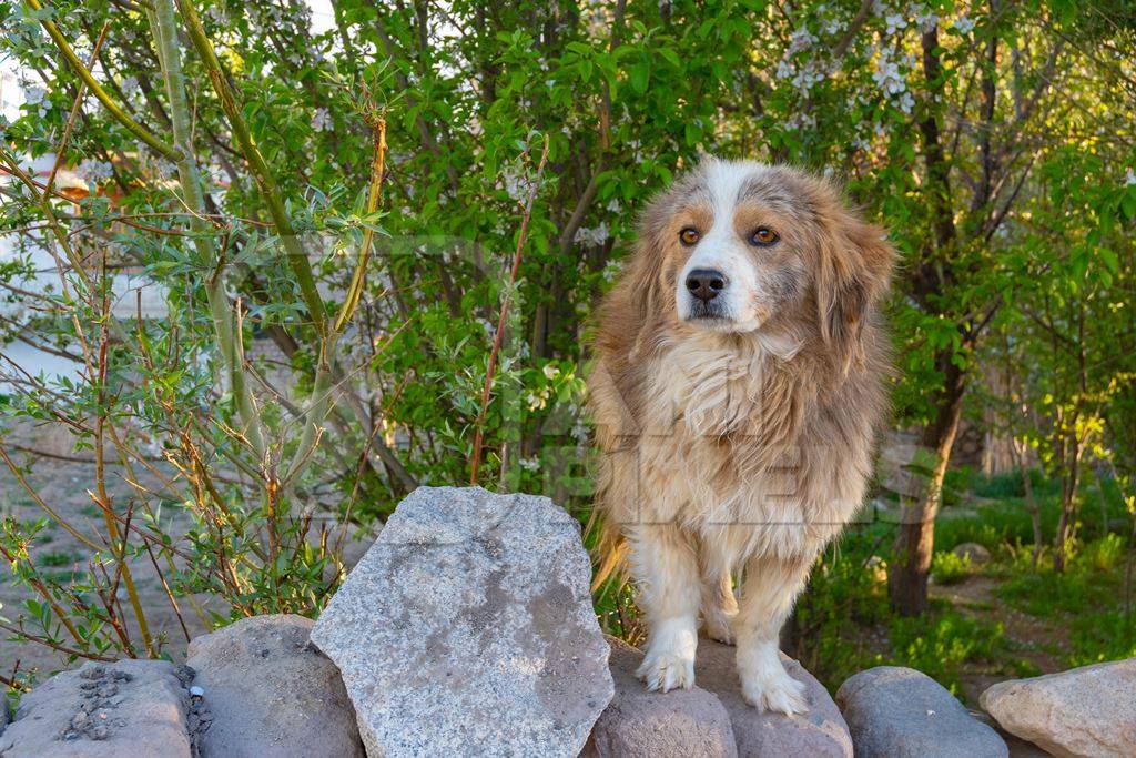 Fluffy stray Indian street dog with green background in the Himalayan mountains in Ladakh, India