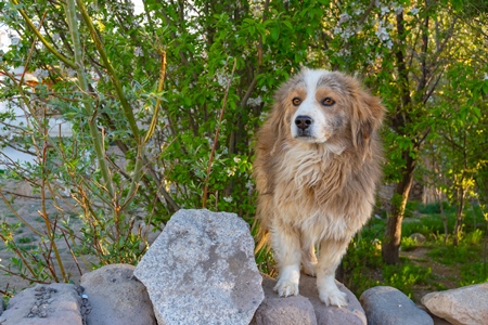 Fluffy stray Indian street dog with green background in the Himalayan mountains in Ladakh, India