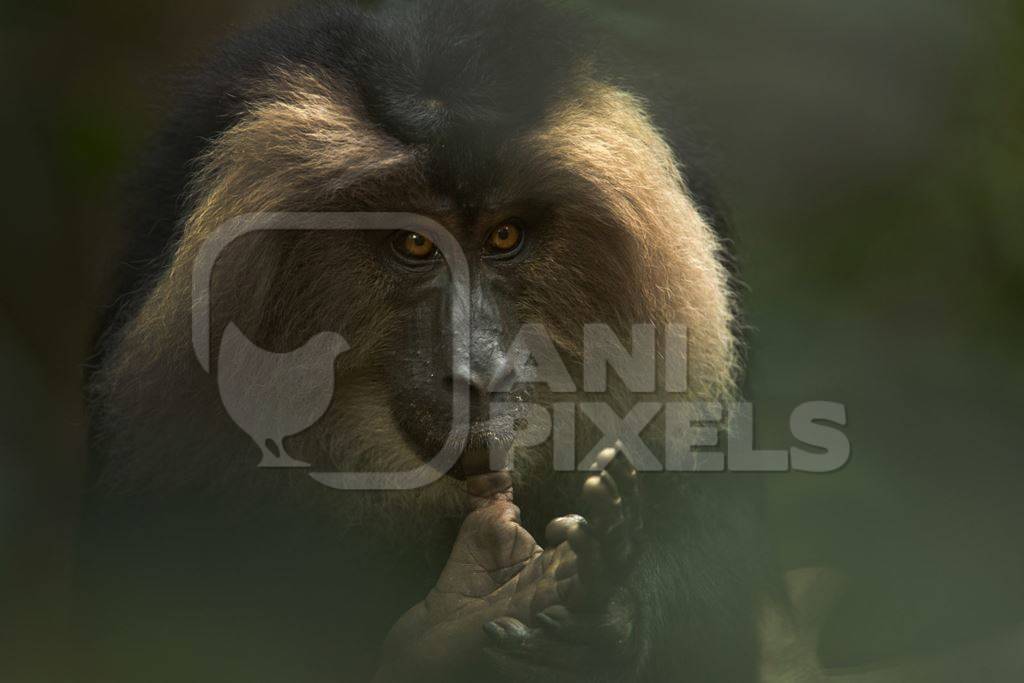 Lion tailed macaque in the forest