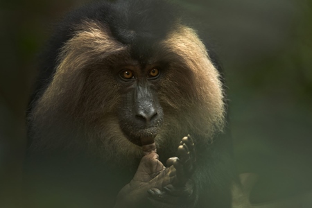 Lion tailed macaque in the forest