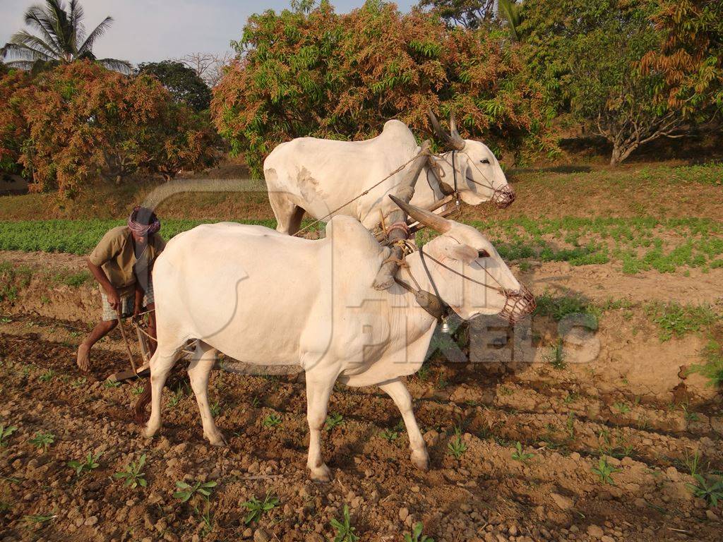Bullocks pulling plough through a field with a farmer