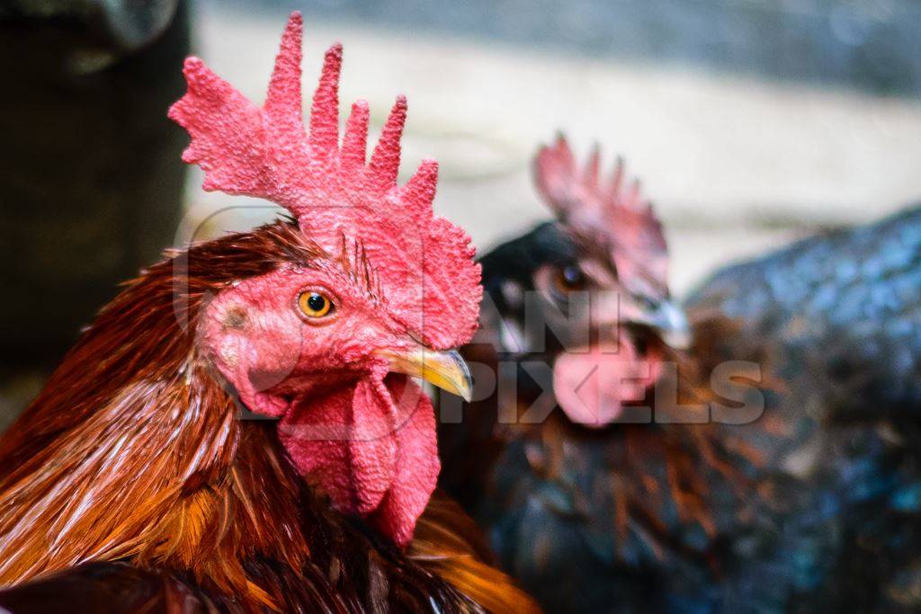 Free range cockerel or rooster in the street in Mumbai