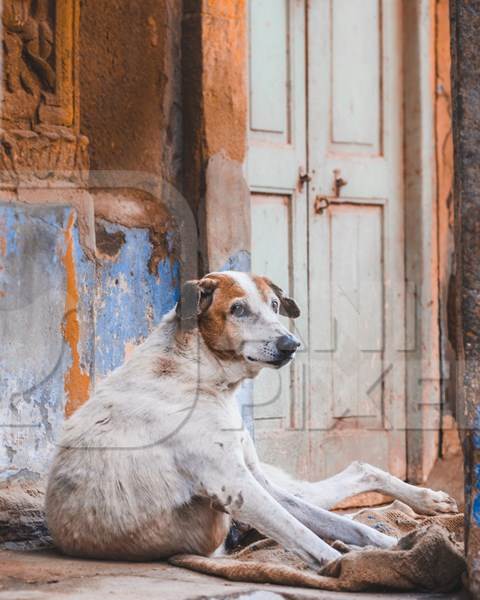 ‌Indian street dog or stray pariah dog sitting in door way of house in Jodhpur, Rajasthan, India, 2022