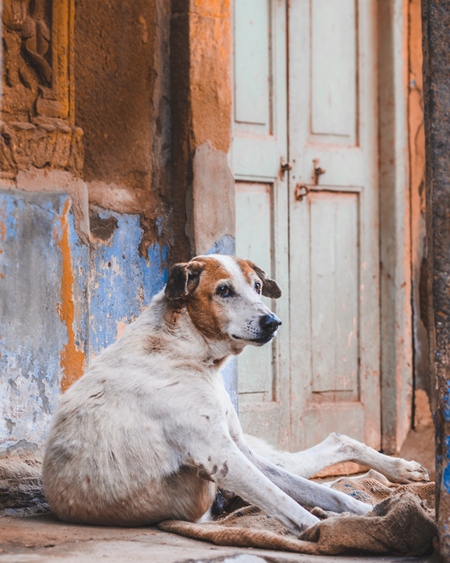 ‌Indian street dog or stray pariah dog sitting in door way of house in Jodhpur, Rajasthan, India, 2022