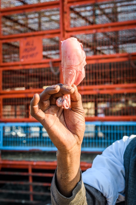 Man holding leg of Indian broiler chicken in front of truck at Ghazipur murga mandi, Ghazipur, Delhi, India, 2022