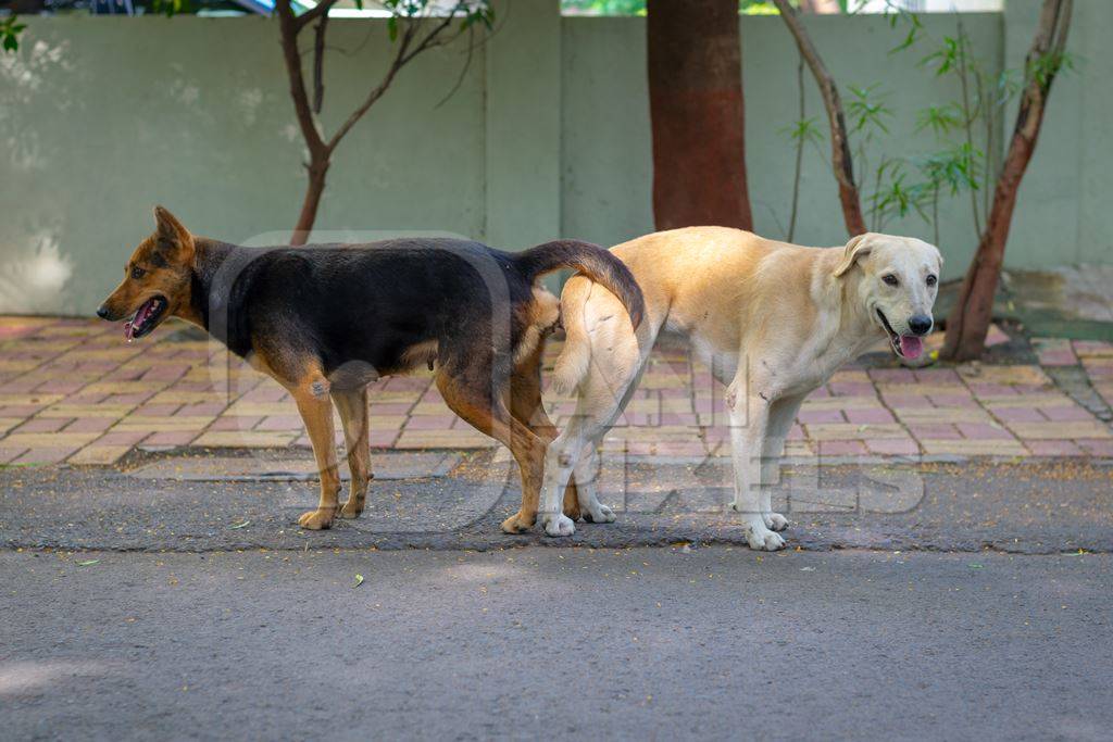 Indian street or stray dogs mating in a tie in the road in an urban city in Maharashtra in India