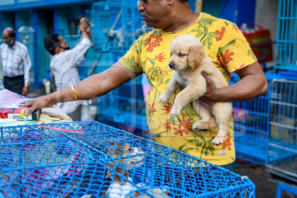 Pedigree or breed puppy dogs on sale in cages on the street by dog sellers at Galiff Street pet market, Kolkata, India, 2022