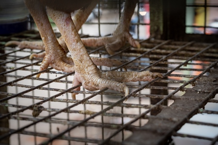 Chickens feet standing on wires in cages outside a chicken poultry meat shop in Pune, Maharashtra, India, 2021