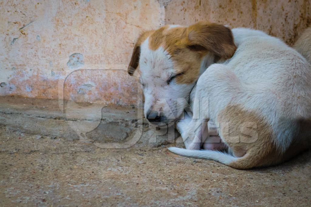Small cute stray street puppies in Rajasthan
