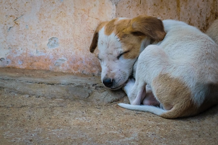 Small cute stray street puppies in Rajasthan