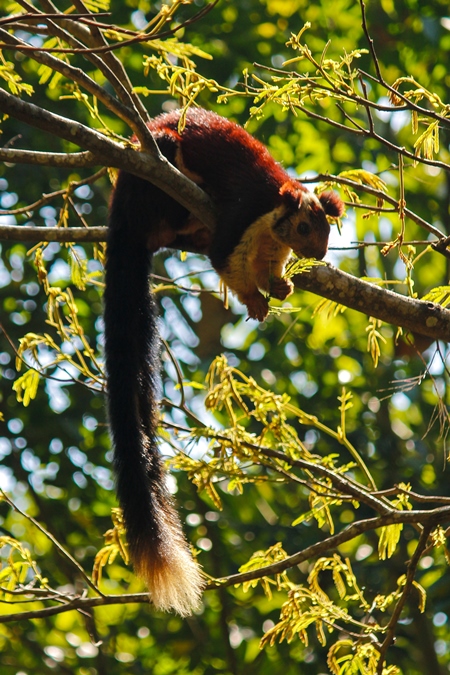 Giant malabar squirrel on branch in tree