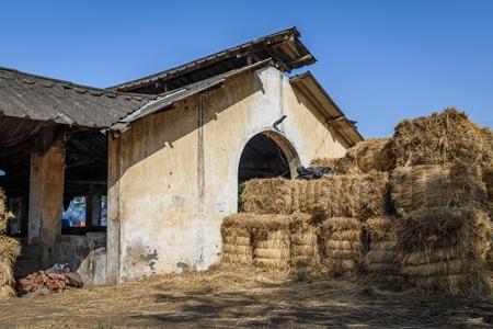 Hay bales outside a concrete shed on an urban dairy farm or tabela, Aarey milk colony, Mumbai, India, 2023