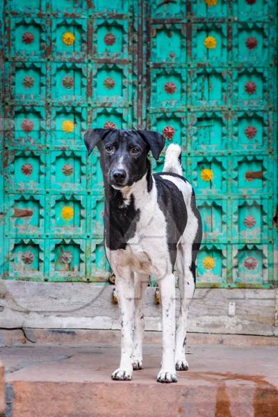 Indian street dog or stray pariah dog with green door background, Jodhpur, India, 2022