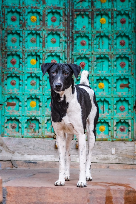 Indian street dog or stray pariah dog with green door background, Jodhpur, India, 2022