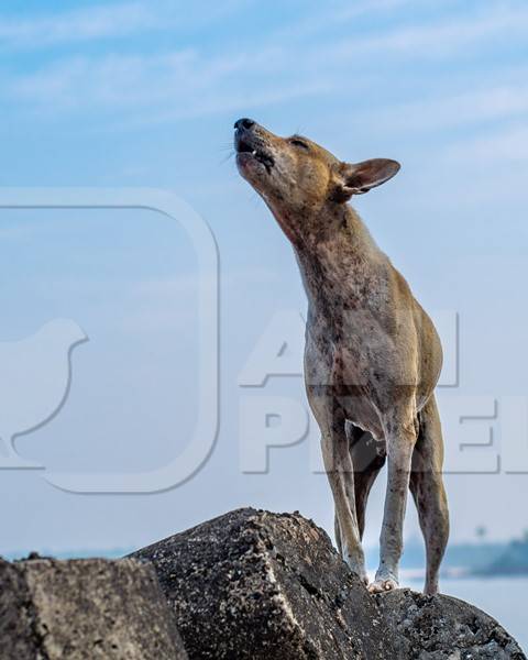 Stray Indian street dog standing on rocks on the beach with blue sky background in Maharashtra, India