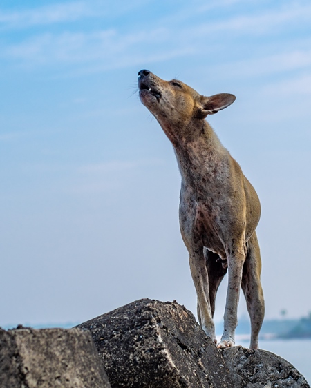 Stray Indian street dog standing on rocks on the beach with blue sky background in Maharashtra, India