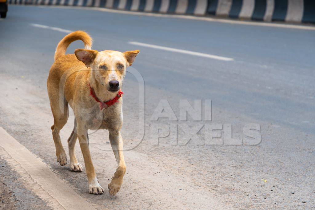 Indian street or stray dog in road with red collar  in urban city in Maharashtra in India