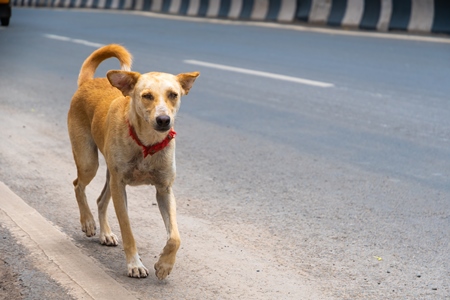 Indian street or stray dog in road with red collar  in urban city in Maharashtra in India