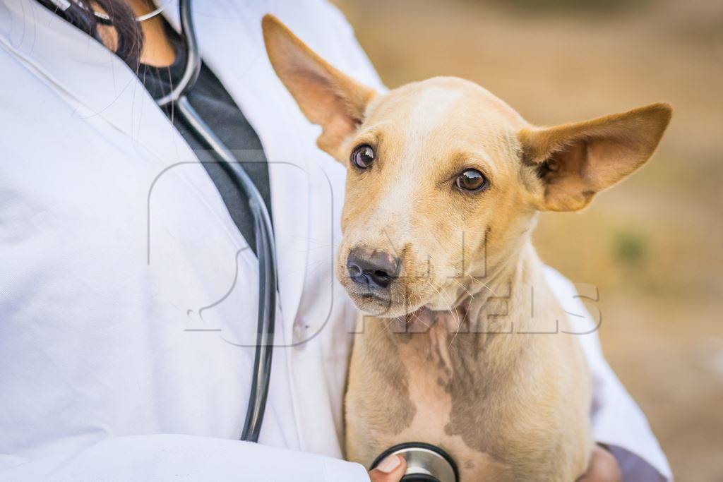 Veterinarian with a stethoscope examining a street puppy on the street in a city