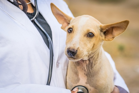 Veterinarian with a stethoscope examining a street puppy on the street in a city